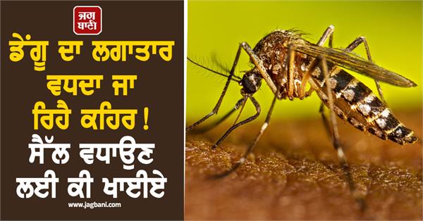 dengue  cold  cell  weather  disease