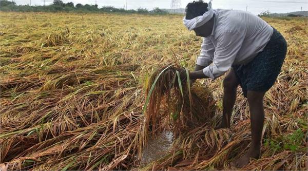 due to floods  the target of millet crop remained unfulfilled