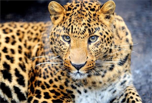 a leopard entered a crpf camp in anantnag  injuring one soldier 