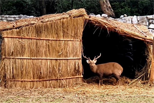 forest department  zoo  animals