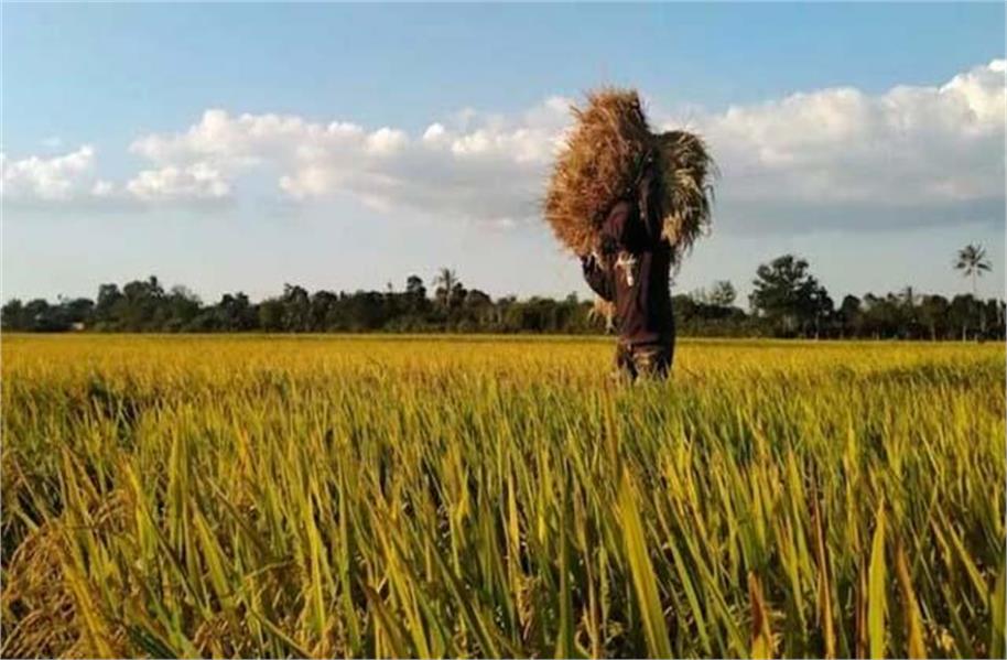 ਕਣਕ ਦੀ ਸਹਾਇਤਾ ਲੈਣ ਤੋਂ ਚੌਲਾਂ ਦੀ ਦਰਾਮਦ 'ਤੇ ਟੈਰਿਫ ਦੀ ਧਮਕੀ ਤੱਕ: ਜਾਣੋ ਕਿਵੇਂ ਬਦਲੀ ਭਾਰਤ ਦੀ ਤਸਵੀਰ