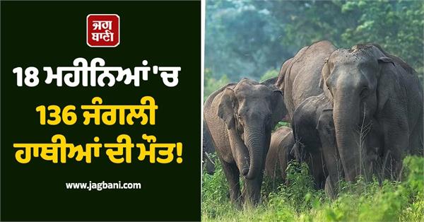 136 elephants have died in odisha in the last 18 months