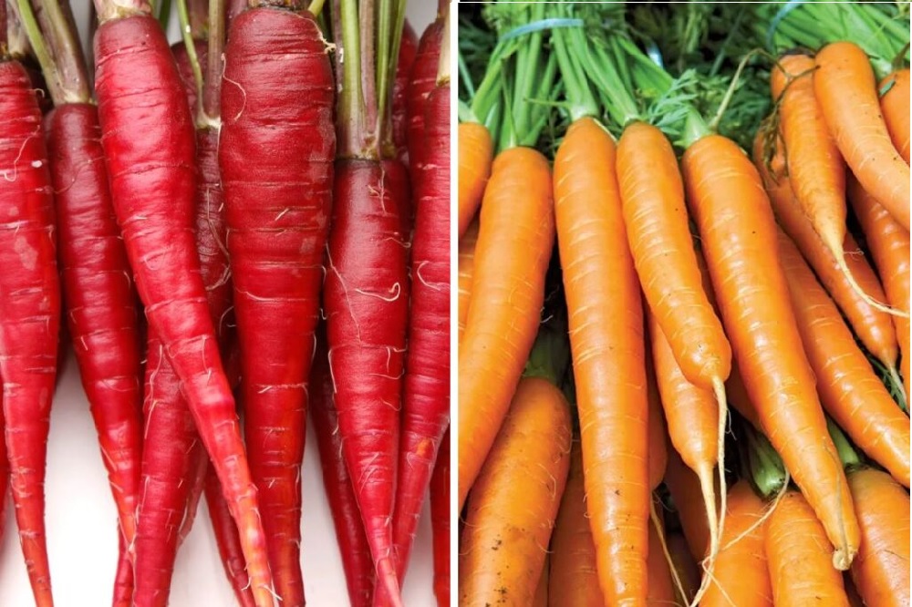 ਕਿਹੜੀ ਗਾਜਰ ਹੈ ਜ਼ਿਆਦਾ ਫਾਇਦੇਮੰਦ ਲਾਲ ਜਾਂ ਨਾਰੰਗੀ ! ਖਰੀਦਣ ਤੋਂ ਪਹਿਲਾਂ ਜਾਣੋ