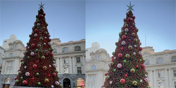 christmas tree in auckland