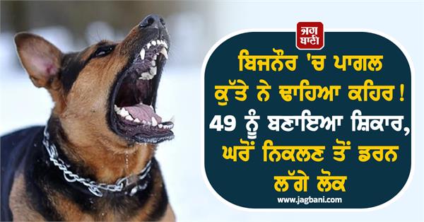 mad dog wreaks havoc in tubijnaur 49 people killed 