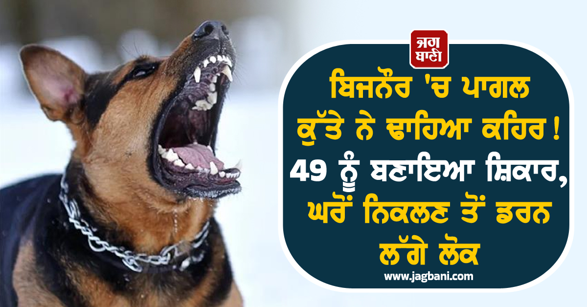 ਬਿਜਨੌਰ 'ਚ ਪਾਗਲ ਕੁੱਤੇ ਨੇ ਢਾਹਿਆ ਕਹਿਰ ! 49 ਨੂੰ ਬਣਾਇਆ ਸ਼ਿਕਾਰ, ਘਰੋਂ ਨਿਕਲਣ ਤੋਂ ਡਰਨ ਲੱਗੇ ਲੋਕ