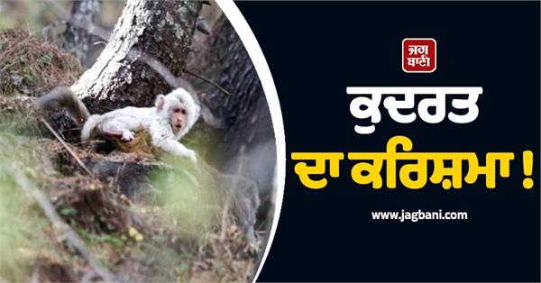 rare white monkey spotted in bharmour