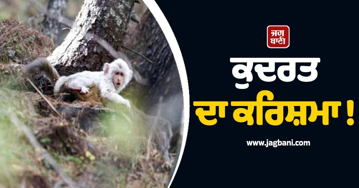 ਕੁਦਰਤ ਦਾ ਕਰਿਸ਼ਮਾ ! ਅਸਾਮ ਤੋਂ ਬਾਅਦ ਹੁਣ ਹਿਮਾਚਲ 'ਚ ਦਿਖਿਆ 'ਚਿੱਟਾ ਬਾਂਦਰ'