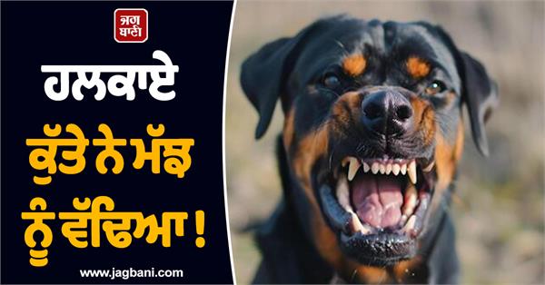 a mad dog bit a buffalo