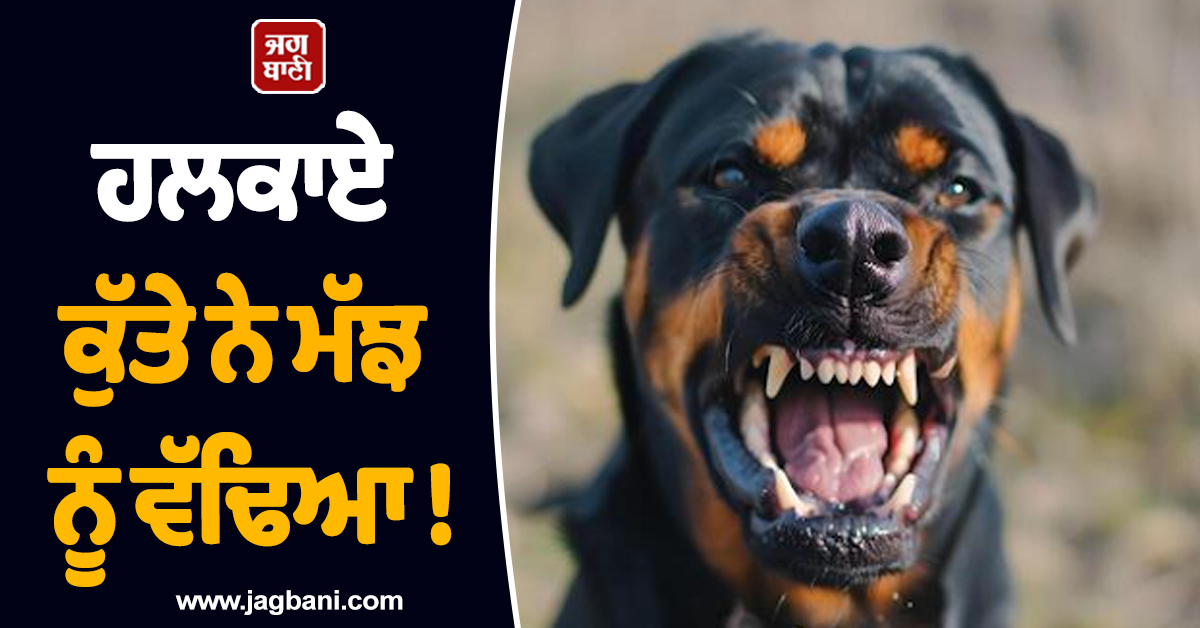 ਹਲਕਾਏ ਕੁੱਤੇ ਨੇ ਮੱਝ ਨੂੰ ਵੱਢਿਆ ! ਮਗਰੋਂ ਦੁੱਧ ਦਾ ਬਣਿਆ ਰਾਇਤਾ ਖਾ ਕੇ ਅੱਧਾ ਪਿੰਡ ਹਸਪਤਾਲ 'ਦਾਖਲ'