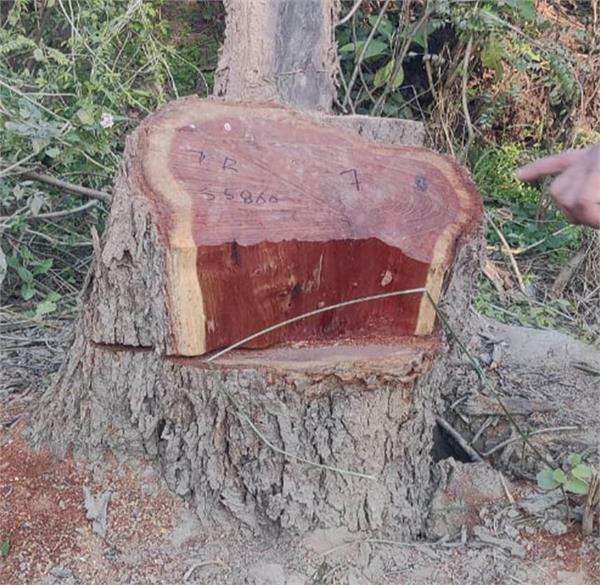 forest guard suspended by district forest officer