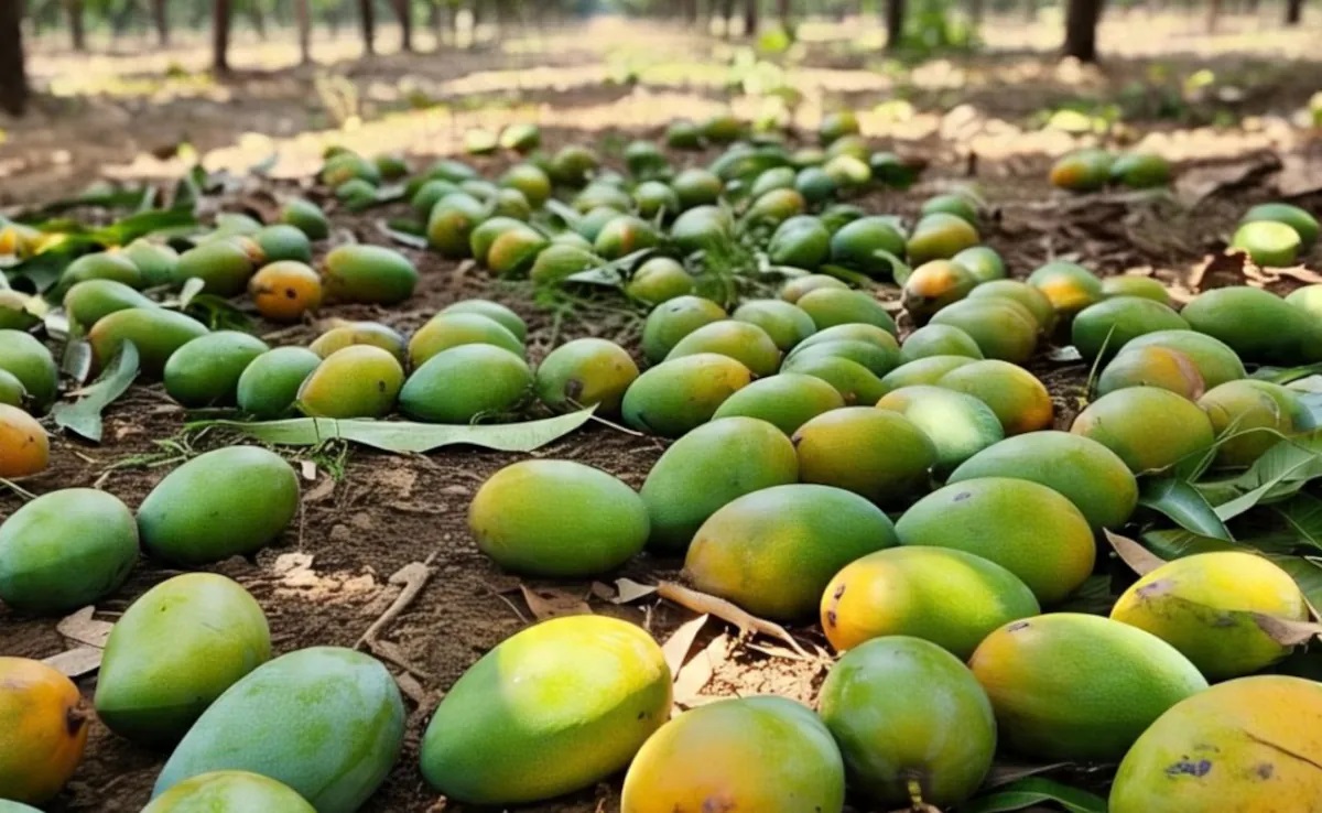 ਪੱਕਣ ਤੋਂ ਪਹਿਲਾਂ ਕਿਉਂ ਡਿੱਗ ਜਾਂਦੇ ਹਨ ਅੰਬ ? ਵਿਗਿਆਨੀਆਂ ਨੇ ਕੀਤਾ ਖੁਲਾਸਾ