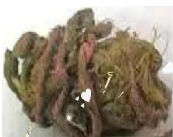 wildlife smuggling busted in nakodar