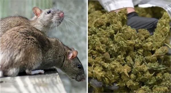 rats ate 600 kilos of hemp kept in the police station
