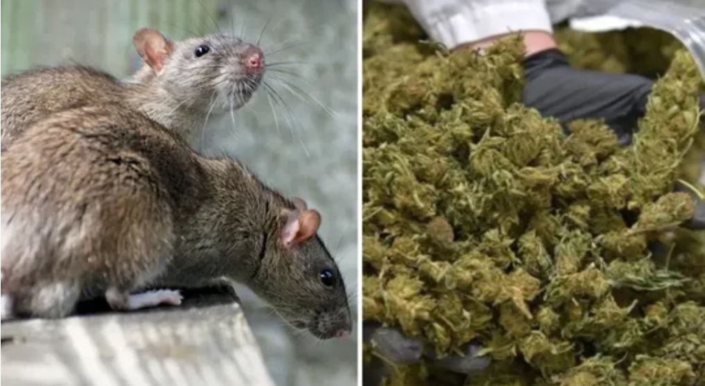 ''ਨਸ਼ੇੜੀ ਚੂਹਿਆਂ'' ਦਾ ਕਾਰਨਾਮਾ ! ਚੱਟ ਕਰ ਗਏ 1 ਕਰੋੜ ਦਾ ਗਾਂਜਾ, ਸਬੂਤ ਨਾ ਮਿਲਣ ''ਤੇ ਮੁਲਜ਼ਮ ਬਰੀ