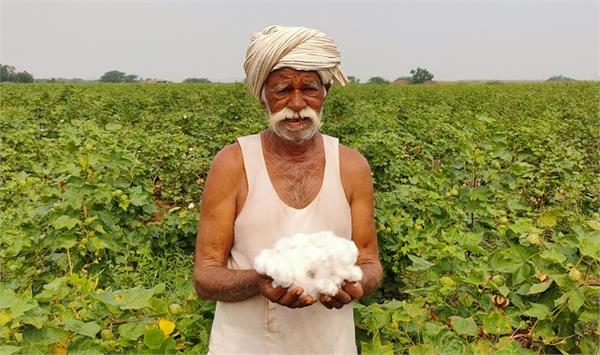 growing challenges for cotton farmers