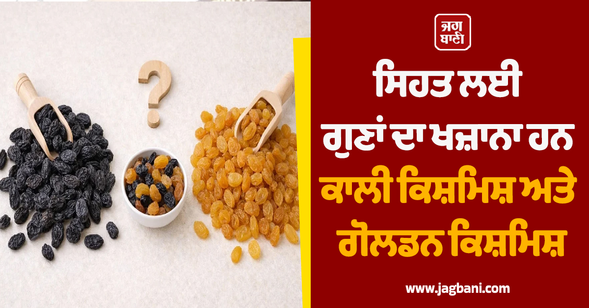 ਸਿਹਤ ਲਈ ਗੁਣਾਂ ਦਾ ਖਜ਼ਾਨਾ ਹਨ ਕਾਲੀ ਕਿਸ਼ਮਿਸ਼ ਅਤੇ ਗੋਲਡਨ ਕਿਸ਼ਮਿਸ਼
