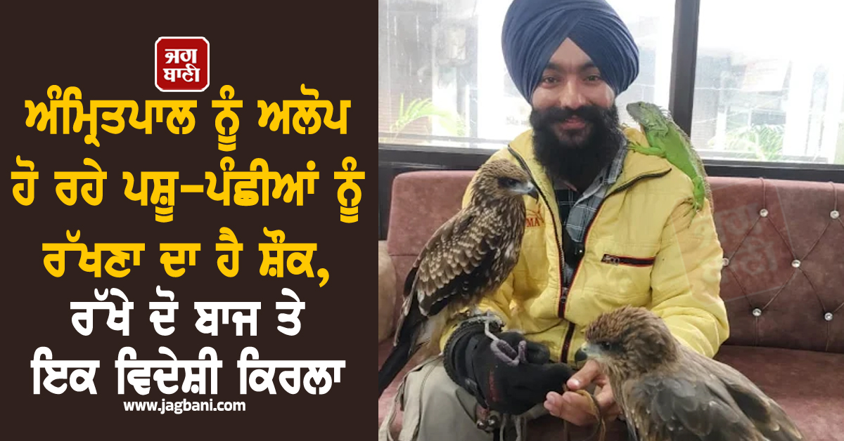 ਅੰਮ੍ਰਿਤਪਾਲ ਨੂੰ ਅਲੋਪ ਹੋ ਰਹੇ ਪਸ਼ੂ-ਪੰਛੀਆਂ ਨੂੰ ਰੱਖਣਾ ਦਾ ਹੈ ਸ਼ੌਕ, ਰੱਖੇ ਦੋ ਬਾਜ ਤੇ ਇਕ ਵਿਦੇਸ਼ੀ ਕਿਰਲਾ