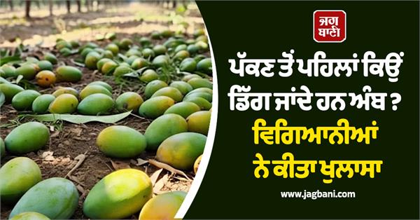 why do mangoes fall off the trees before they ripen 