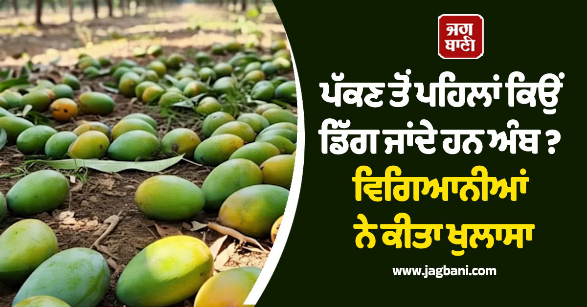 ਪੱਕਣ ਤੋਂ ਪਹਿਲਾਂ ਕਿਉਂ ਡਿੱਗ ਜਾਂਦੇ ਹਨ ਅੰਬ ? ਵਿਗਿਆਨੀਆਂ ਨੇ ਕੀਤਾ ਖੁਲਾਸਾ