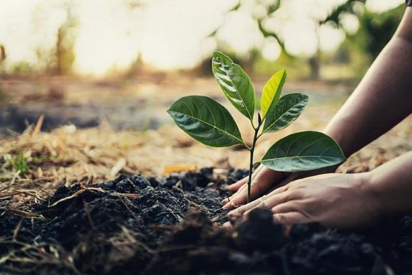 forest department planted more than 12 lakh saplings
