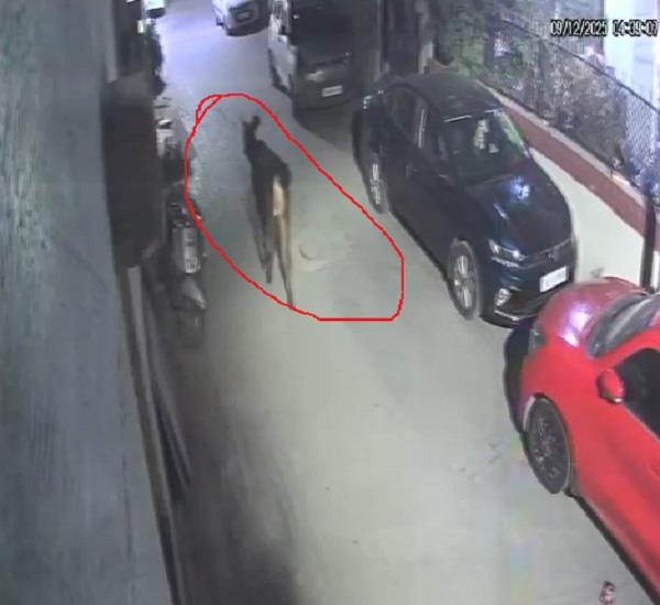 barasingha came to zirakpur