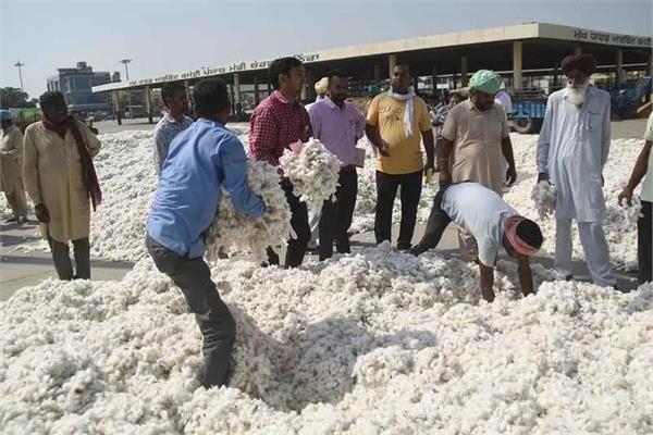 mann sarkar  farmers  cotton