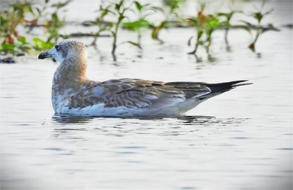 rare migratory bird spotted in bird sanctuary