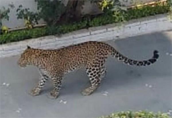 leopard terror in residential area of   panchkula