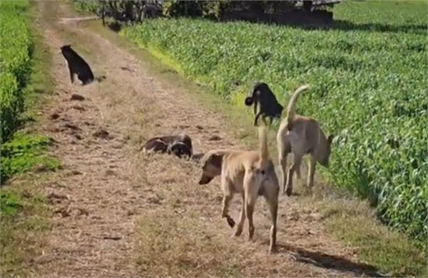 stray dogs border villages