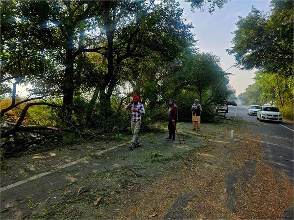 road  tree  accident