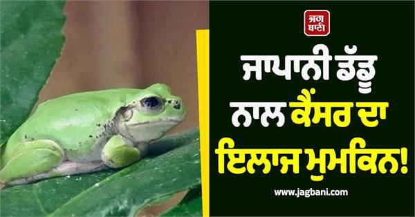 powerful anti cancer drug found in japanese tree frog