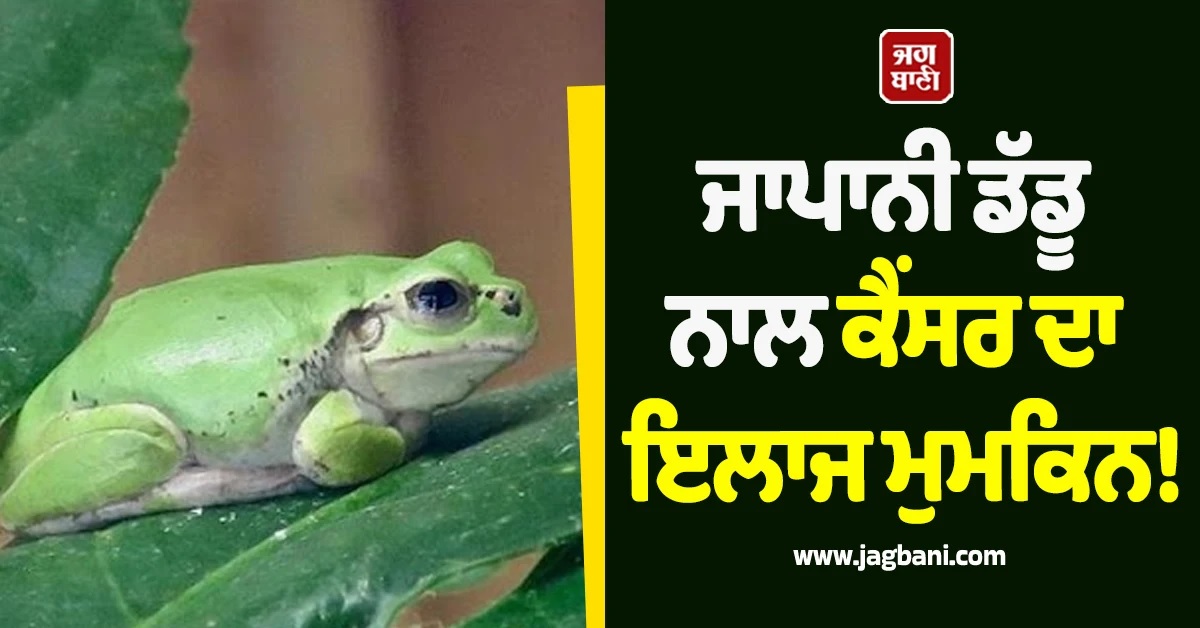 ਜਾਪਾਨੀ ਡੱਡੂ ਨਾਲ Cancer ਦਾ ਇਲਾਜ ਮੁਮਕਿਨ! ਇਕੋ ਖੁਰਾਕ ਨਾਲ Tumor ਹੋਇਆ ਗਾਇਬ