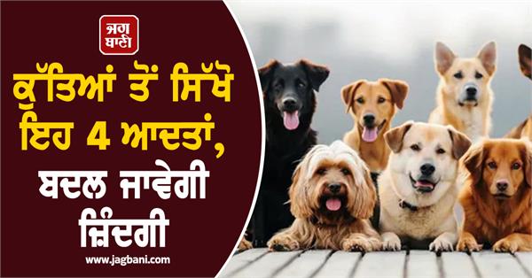 things to learn from dog