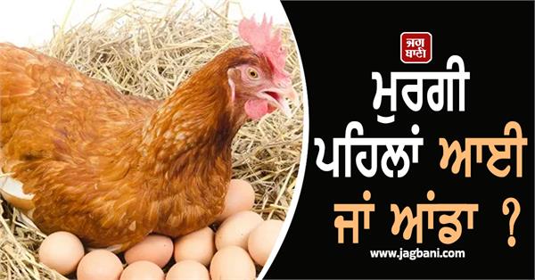 chicken first egg scientists finally solve centuries old mystery