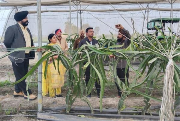 dragon fruit farming