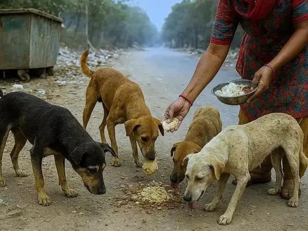 ludhiana dog feeding points
