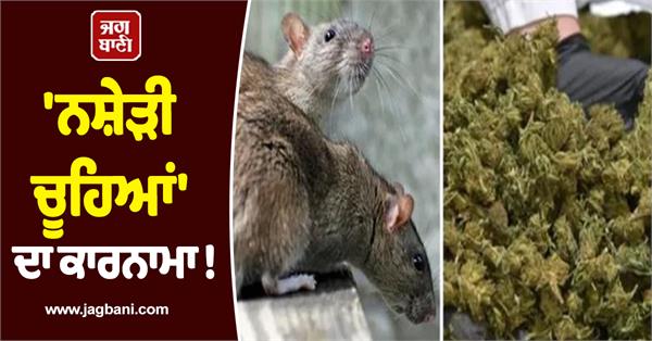 rats ate 600 kilos of hemp kept in the police station