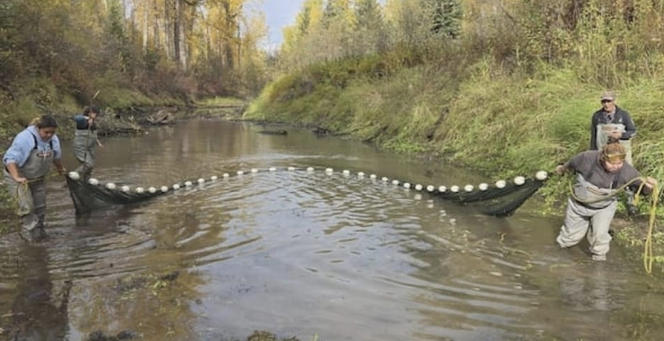 ਰਹੱਸਮਈ ਤਰੀਕੇ ਨਾਲ ਮਰੀਆਂ ਮੱਛੀਆਂ ਦੇ ਪਾਣੀ ਦੀ ਜਾਂਚ ਸ਼ੁਰੂ