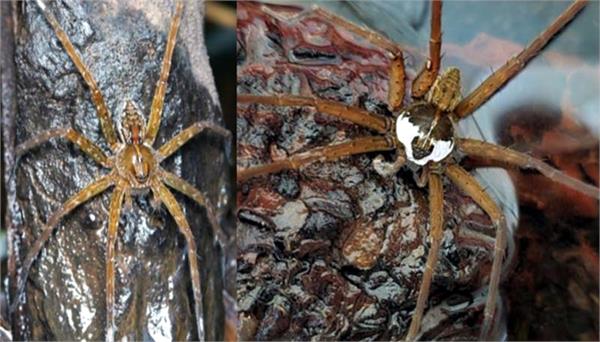 discovery of 2 new species of spiders
