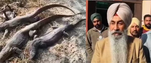 people who were smuggling wild cows surrounded