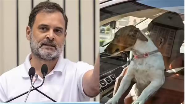 dog controversy in parliament congress leader rahul gandhi