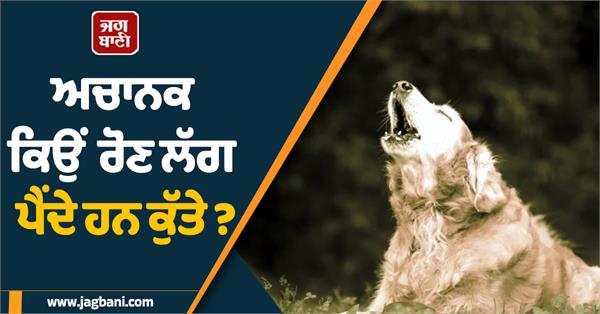 why dogs suddenly start crying