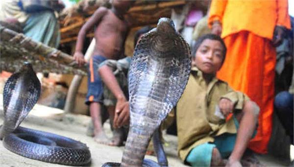 children play with snakes in this village of india