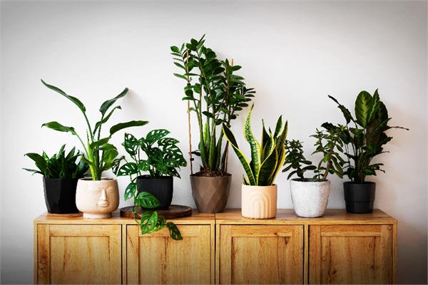 plants in your home according to vastu  prosperity will come