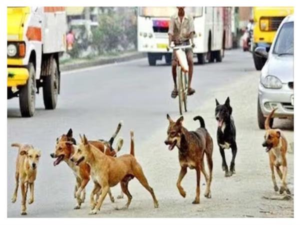 the whole country is troubled by the terror of stray dogs