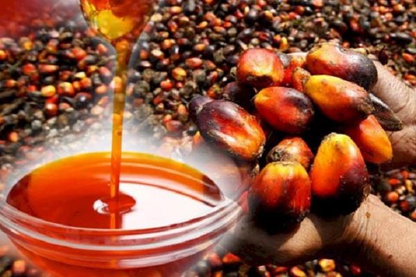 india  s palm oil exports from malaysia 35   increased