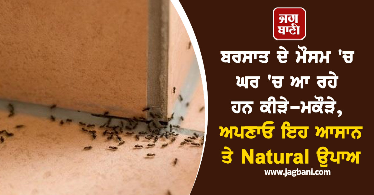 ਬਰਸਾਤ ਦੇ ਮੌਸਮ ''ਚ ਘਰ ''ਚ ਆ ਰਹੇ ਹਨ ਕੀੜੇ-ਮਕੌੜੇ, ਅਪਣਾਓ ਇਹ ਆਸਾਨ ਤੇ Natural ਉਪਾਅ
