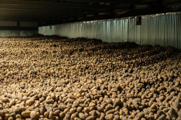 farmers in crisis due to potatoes cold storage industry seeks help