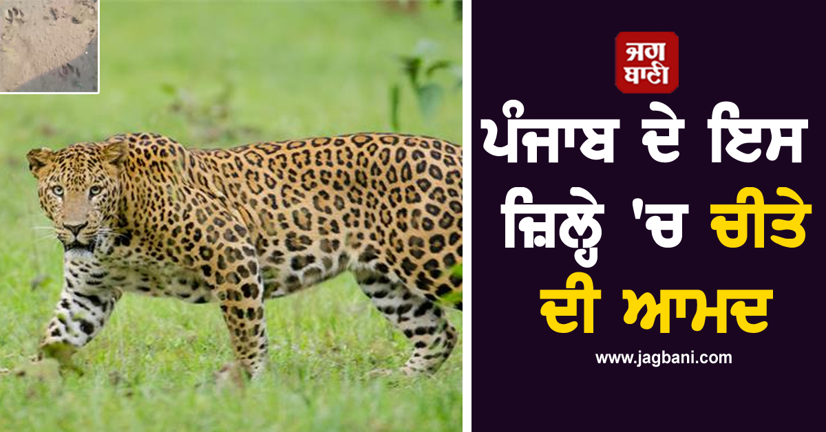 ਪੰਜਾਬ ਦੇ ਇਸ ਜ਼ਿਲ੍ਹੇ ''ਚ ਚੀਤੇ ਦੀ ਆਮਦ, ਲੋਕਾਂ ''ਚ ਬਣਿਆ ਦਹਿਸ਼ਤ ਦਾ ਮਾਹੌਲ